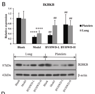 IKBKB Antibody - Fig.