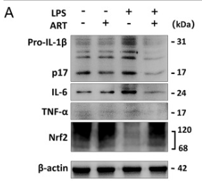 IL6 Antibody - Fig.