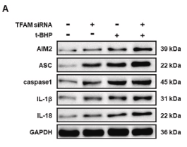 IL1 beta Antibody - Fig.