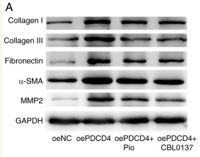 MMP2 Antibody - Figure 3.
