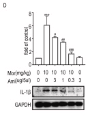 IL1 beta Antibody - Fig.