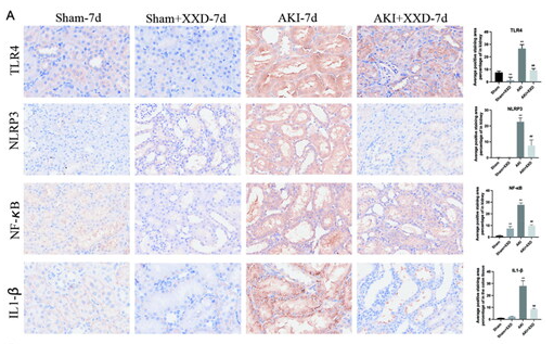 IL1 beta Antibody - Figure 5.
