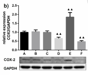 GAPDH Antibody - Fig 3.