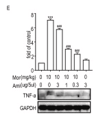 TNF alpha Antibody - Fig.