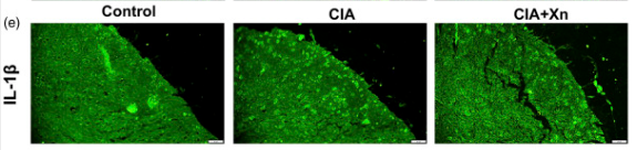 IL1 beta Antibody - Figure 2.