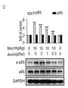 NF-kB p65 Antibody - Fig.