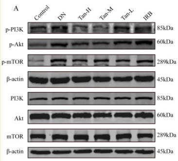 PI3K p85 alpha Antibody - Figure 6.