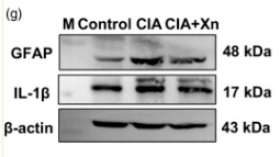 IL1 beta Antibody - Figure 2.
