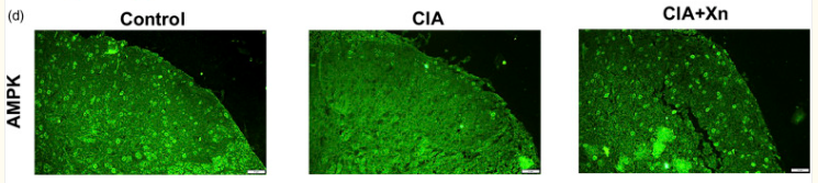 AMPK alpha Antibody - Figure 3.