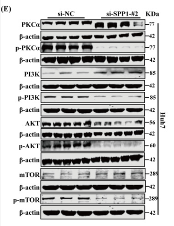 mTOR Antibody - Fig.