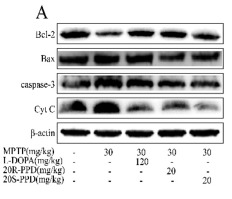 Bcl-2 Antibody - Fig.