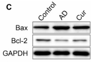 Bcl-2 Antibody - Fig.