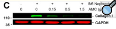 Collagen I Antibody - Figure 8.