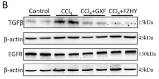 TGF beta 1 Antibody - Fig.