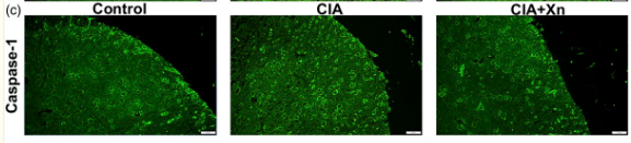 Caspase 1 Antibody - Figure 3.