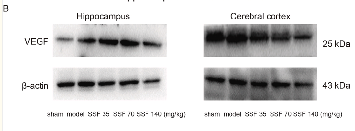VEGFA Antibody - Fig.