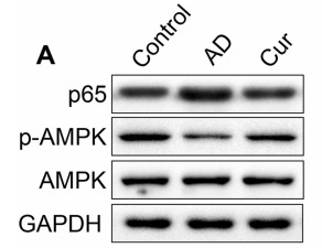 AMPK alpha Antibody - Fig.