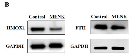 GAPDH Antibody - Fig.