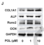 Collagen I Antibody - Figure 1.