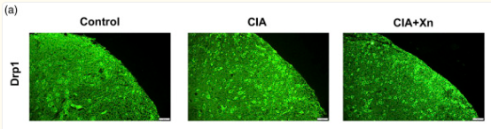 Phospho-DRP1 (Ser616) Antibody - Figure 6.