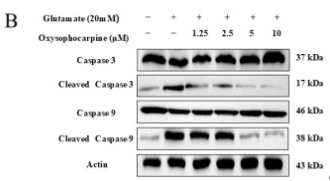 Cleaved-Caspase 9 (Asp330) Antibody - Figure 5.