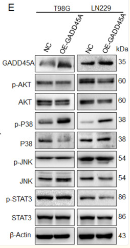 Phospho-JNK1/2/3 (Thr183+Tyr185) Antibody - Fig.