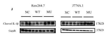 Cleaved-IL-1 beta (Asp116) Antibody - Fig.