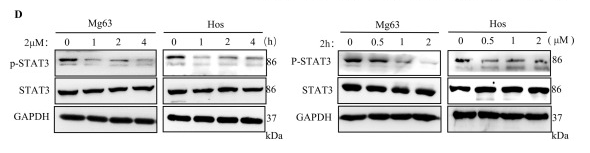 STAT3 Antibody - Fig.