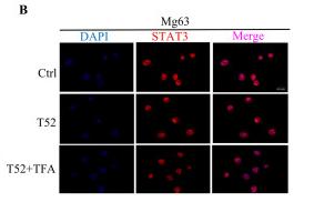 STAT3 Antibody - Fig.