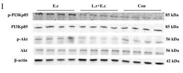 Phospho-AKT1/2/3 (Ser473) Antibody - Fig.