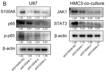 STAT3 Antibody - Fig.
