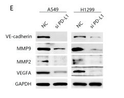 MMP9 Antibody - Fig.