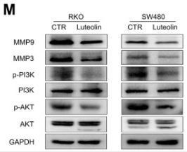 MMP9 Antibody - Figure 7.