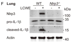 Cleaved-IL-1 beta (Asp116) Antibody - Fig.