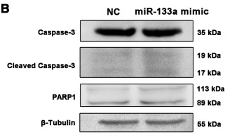 PARP1 Antibody - Figure 5 miR-133a promoted granulosa cell apoptosis in a low-intensity pattern in vitro (A) TUNEL staining of apoptosis in ovaries after intrabursal injection with miR-133a agomir.