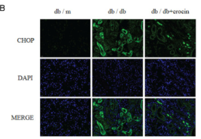 DDIT3/CHOP Antibody - Figure 5.