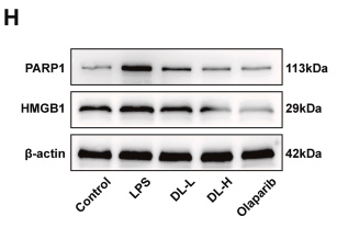 PARP1 Antibody - Fig.