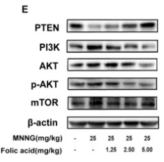 PI3 kinase P110 alpha Antibody - Figure 4.