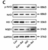 Phospho-Nrf2 (Ser40) Antibody - Fig.