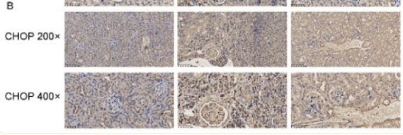 DDIT3/CHOP Antibody - Figure 4.