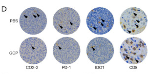 CD8 Antibody - Figure 6.