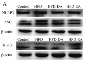 IL1 beta Antibody - Fig.