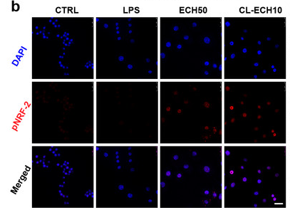 Phospho-Nrf2 (Ser40) Antibody - Figure 2: Antioxidant effect of the ECH or CL-ECH nanoparticles.