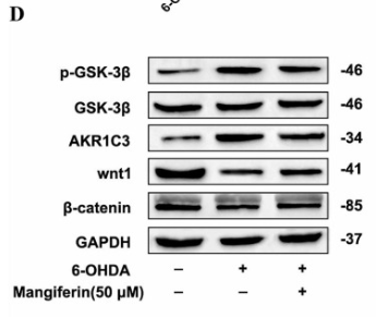 Phospho-GSK3 beta (Ser9) Antibody - Fig.