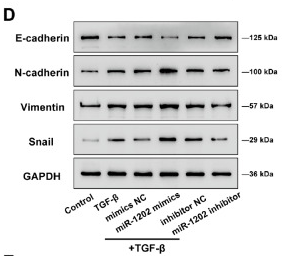 N Cadherin Antibody - Figure 3 .