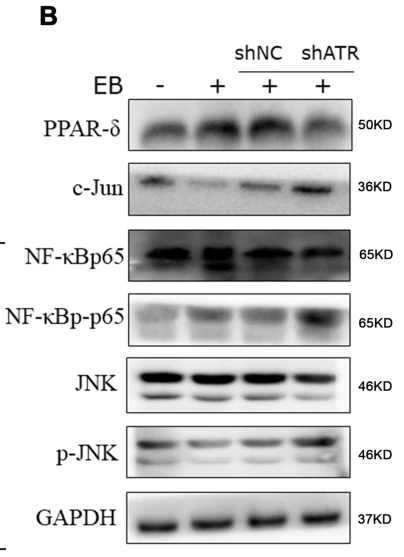 PPARD Antibody - Fig.