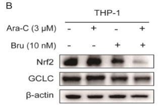GCLC Antibody - Fig.