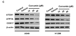 PRKG1 Antibody - Fig.