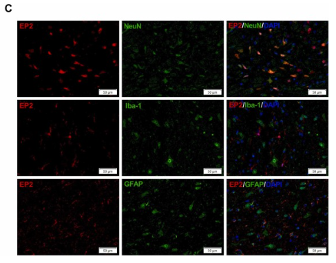 PTGER2 Antibody - Fig.