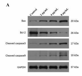 Cleaved-Caspase 9 (Asp330) Antibody - Fig.